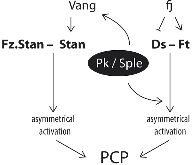 Fig. 8.