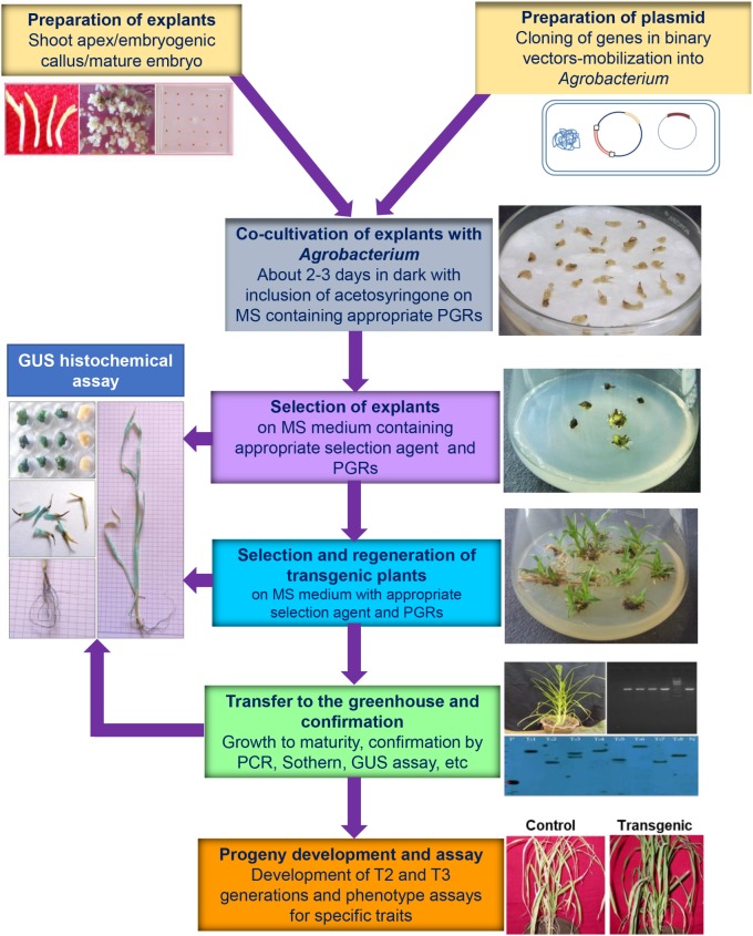 FIGURE 4