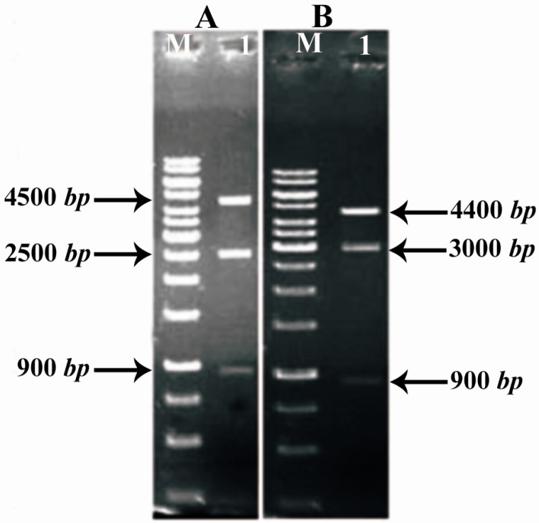 Figure 5