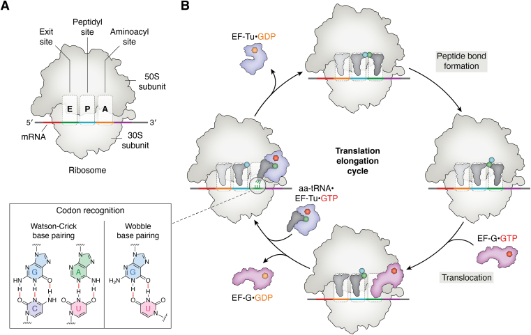 Figure 4