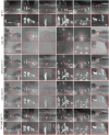 Fig 7