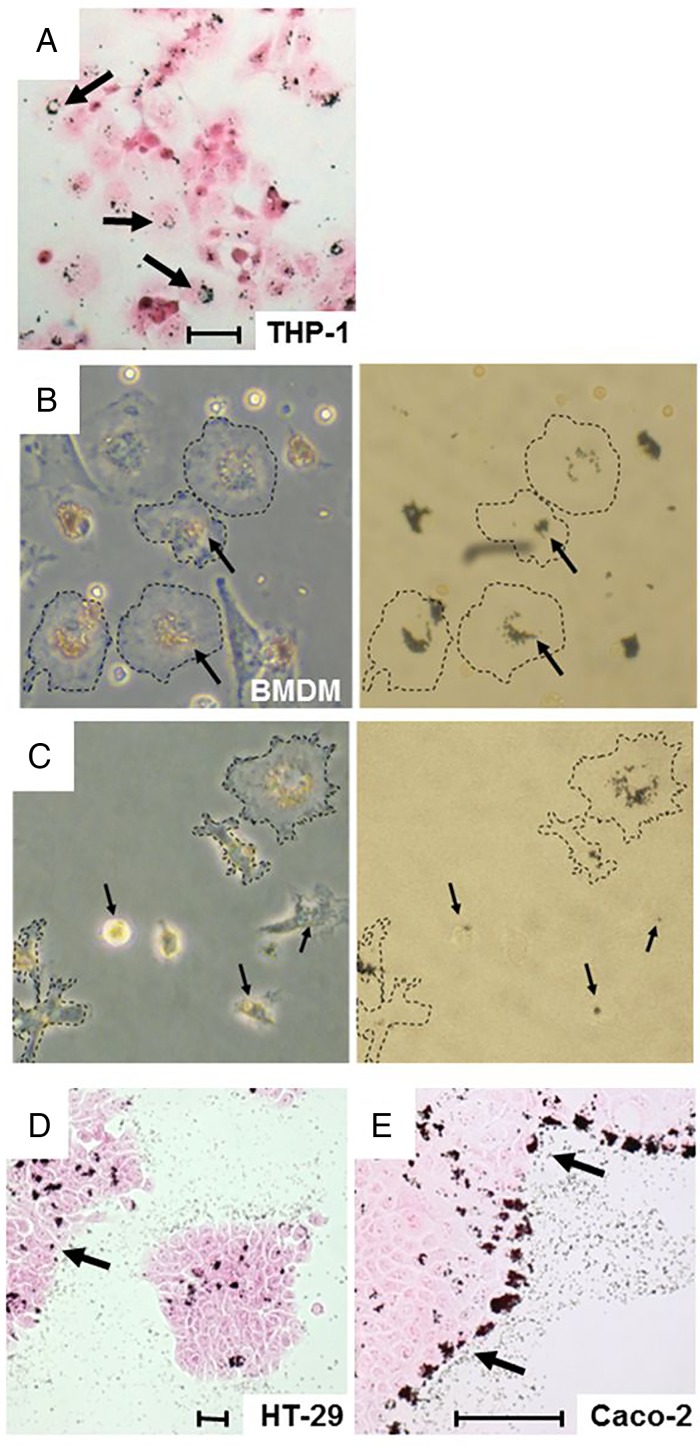 Figure 3