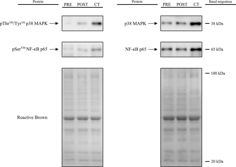 Supplementary Fig. 2