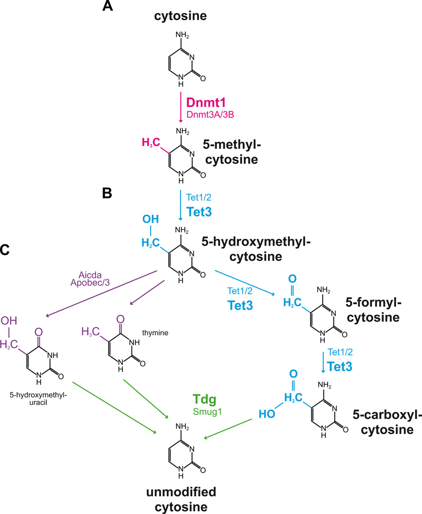 Fig. 12