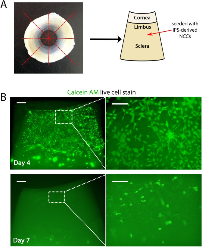 Fig 5