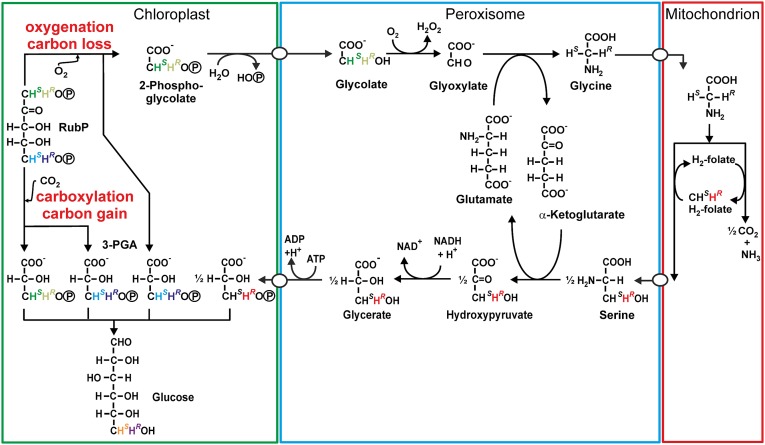 Fig. 1.