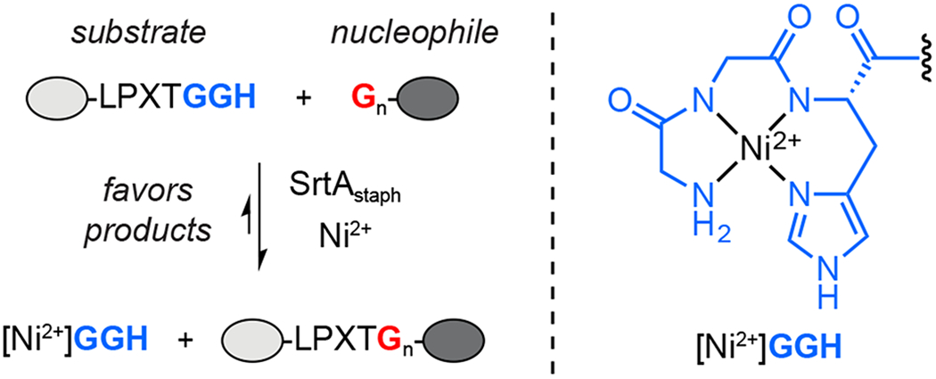 Scheme 1.