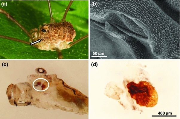 Fig. 1