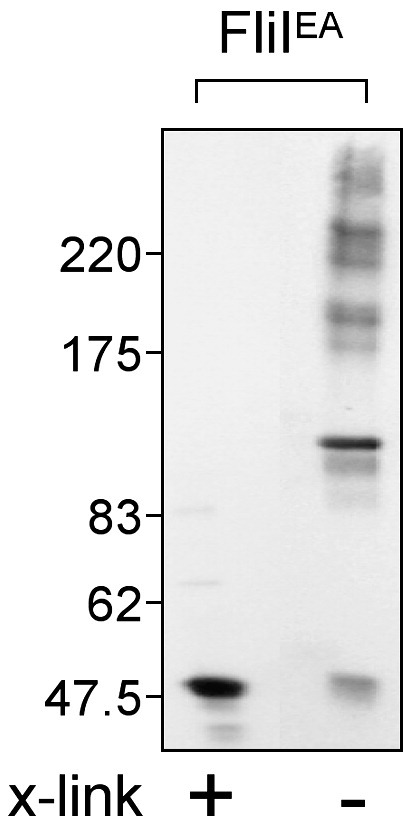 Supplementary Fig. 1