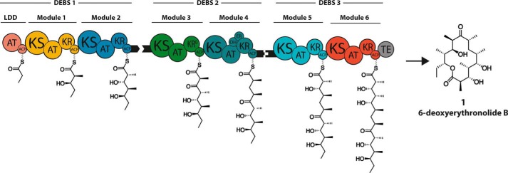 FIGURE 1.