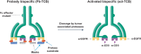 Figure 1. Design of Probody T cell–engaging bispecific therapeutic (Probody TCB). CI107 comprises a bispecific IgG antibody with EGFR and CD3 binding domains. Peptide masks of both binding domains are attached via a protease-cleavable linker. In normal tissues, these masks are designed to prevent binding to the target protein and to CD3+ lymphocytes. In contrast, cleavage of the linker by proteases present in the solid tumor microenvironment expose the EGFR and CD3 binding domains, enabling specific binding of the Probody TCB to the target antigen and CD3+ T cells.