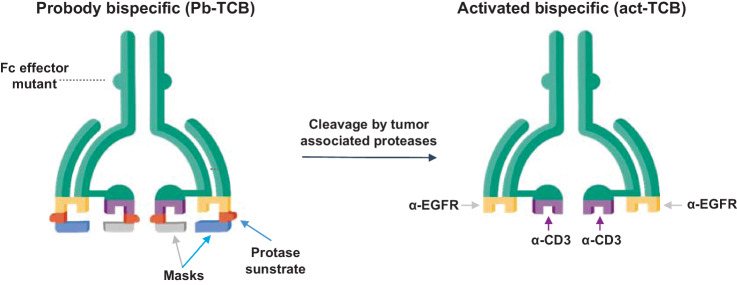 Figure 1. Design of Probody T cell–engaging bispecific therapeutic (Probody TCB). CI107 comprises a bispecific IgG antibody with EGFR and CD3 binding domains. Peptide masks of both binding domains are attached via a protease-cleavable linker. In normal tissues, these masks are designed to prevent binding to the target protein and to CD3+ lymphocytes. In contrast, cleavage of the linker by proteases present in the solid tumor microenvironment expose the EGFR and CD3 binding domains, enabling specific binding of the Probody TCB to the target antigen and CD3+ T cells.