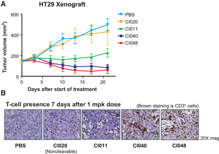 Figure 5. Sensitivity of Probody TCB to protease cleavage correlates with efficacy and intratumoral T-cell presence in PBMC-engrafted NSG mice. A, NSG mice harboring HT29-Luc2 tumors and engrafted with human PBMCs were treated on days 1, 8, and 15 with vehicle (PBS) or 0.3 mg/kg CI020, CI011, CI040, or CI048 (n = 8 per group). Tumor volume was measured twice weekly. B, NSG mice harboring HT29-Luc2 tumors and engrafted with human PBMCs were treated with vehicle or 1 mg/kg of CI020, CI011, CI040, or CI048. Tumors were harvested 7 days after dosing, and immunohistochemistry for CD3 was performed. Brown stain indicates CD3+ cells.