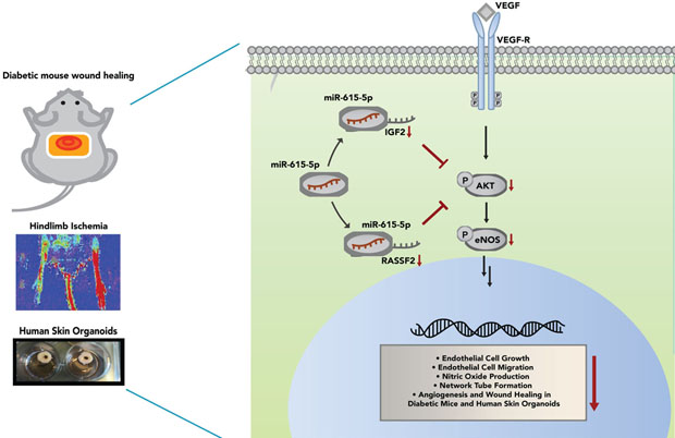 graphic file with name nihms-1528631-f0009.jpg