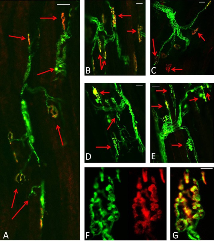 Fig. 7