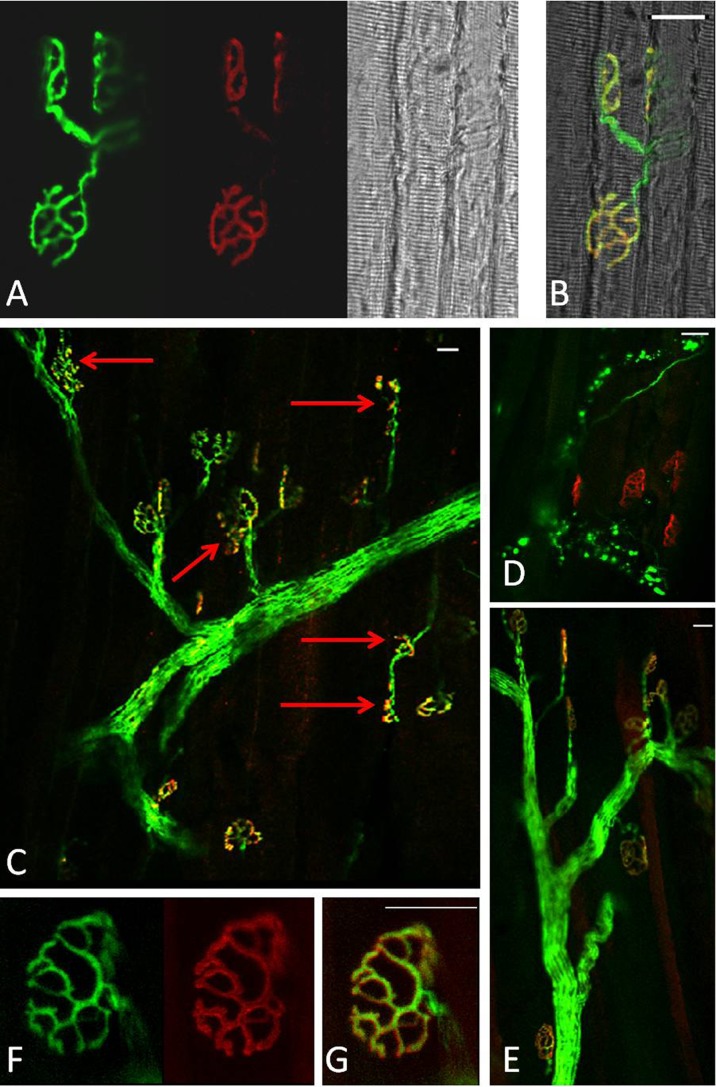 Fig. 4