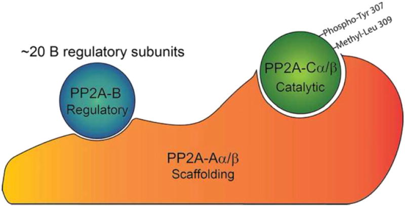 Roles And Regulation Of Protein Phosphatase 2A (PP2A) In The Heart - PMC