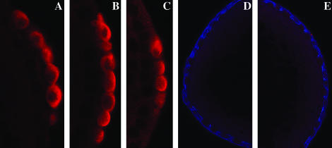 Figure 4.—