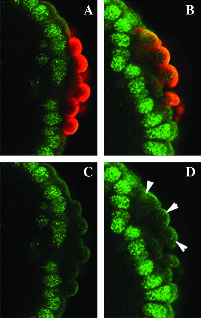 Figure 5.—