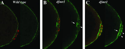 Figure 1.—