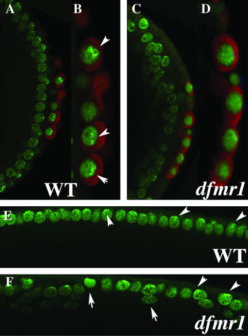 Figure 7.—