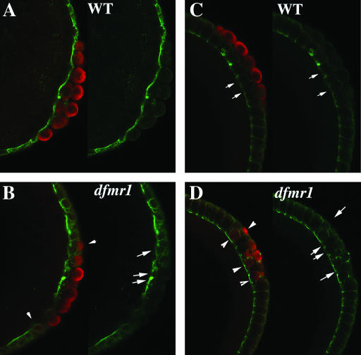 Figure 2.—