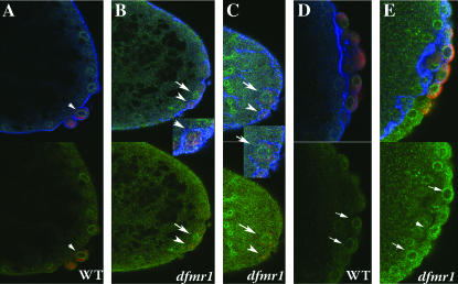 Figure 3.—