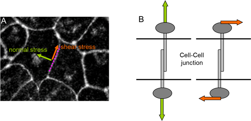 Box 1: Mechanical stress comes in two flavors: shear stress and normal stress