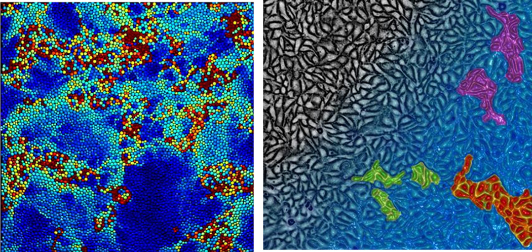 Box 2: Dynamic heterogeneity in inert and living matter