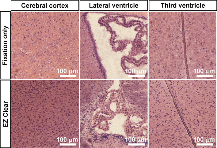 Figure 5—figure supplement 1.