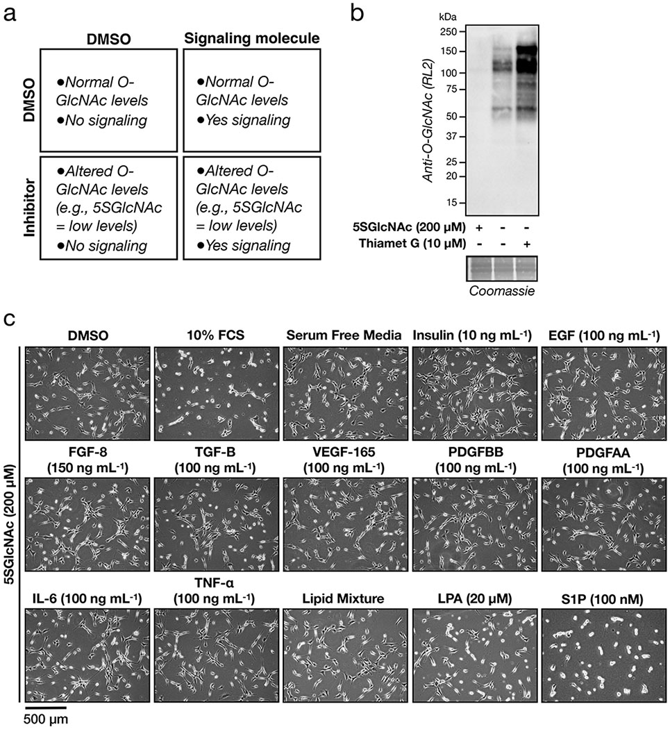 Extended Data Figure 1.