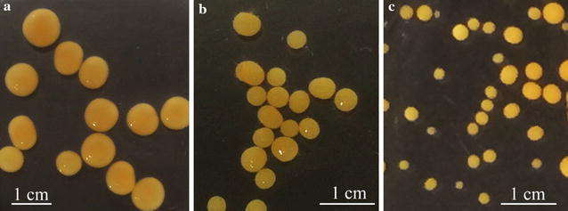 Fig. 2