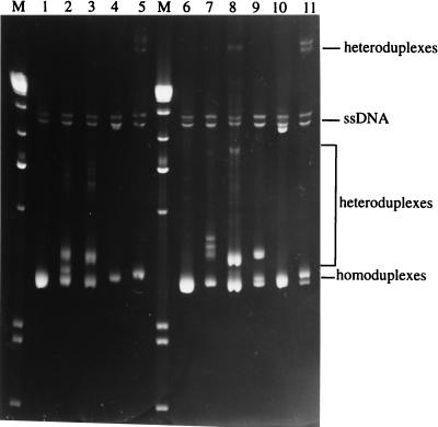 FIG. 6