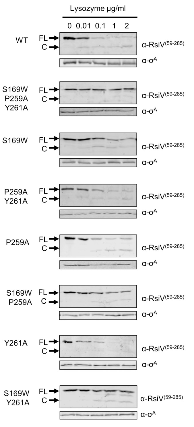 Fig 5