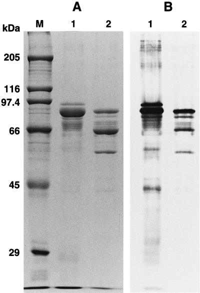 FIG. 5