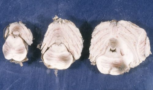 FIG. 7.