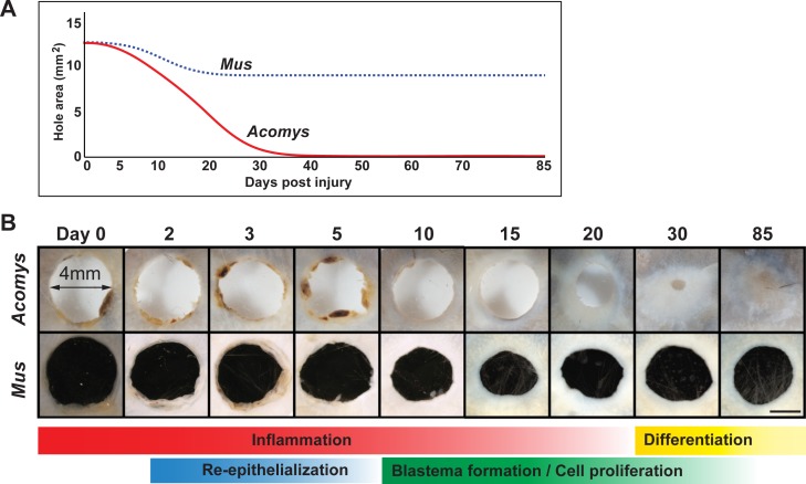 Figure 2—figure supplement 1.