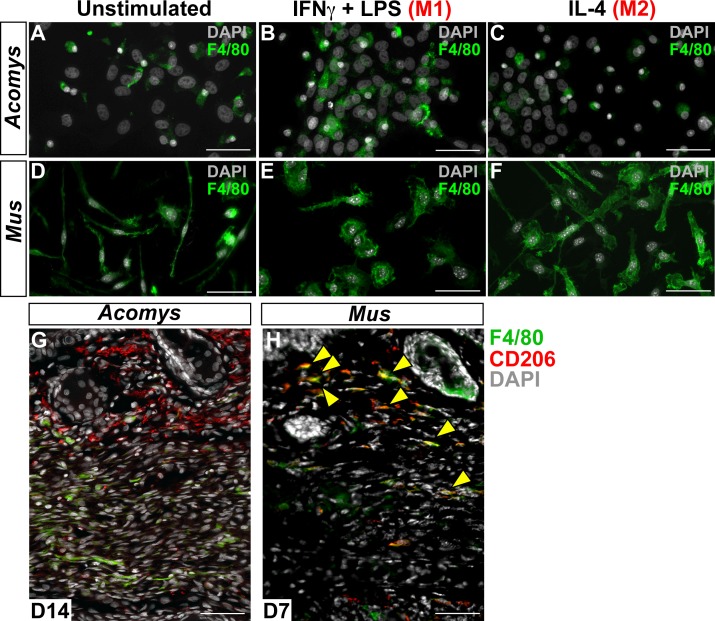 Figure 5—figure supplement 1.