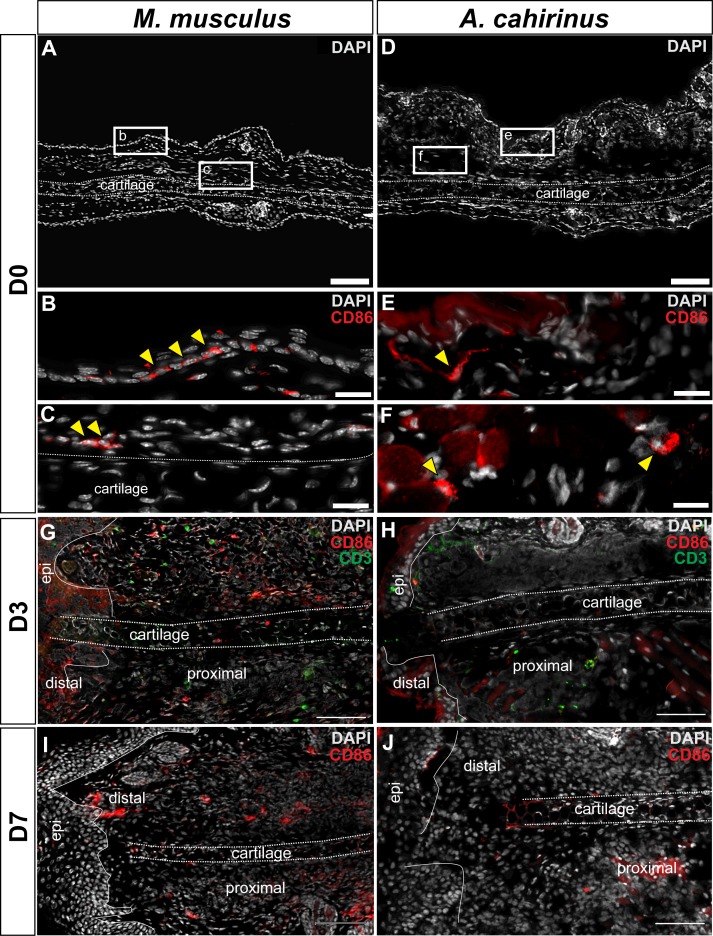 Figure 6—figure supplement 1.