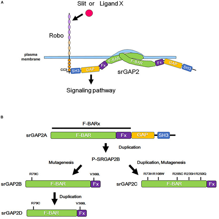 FIGURE 3