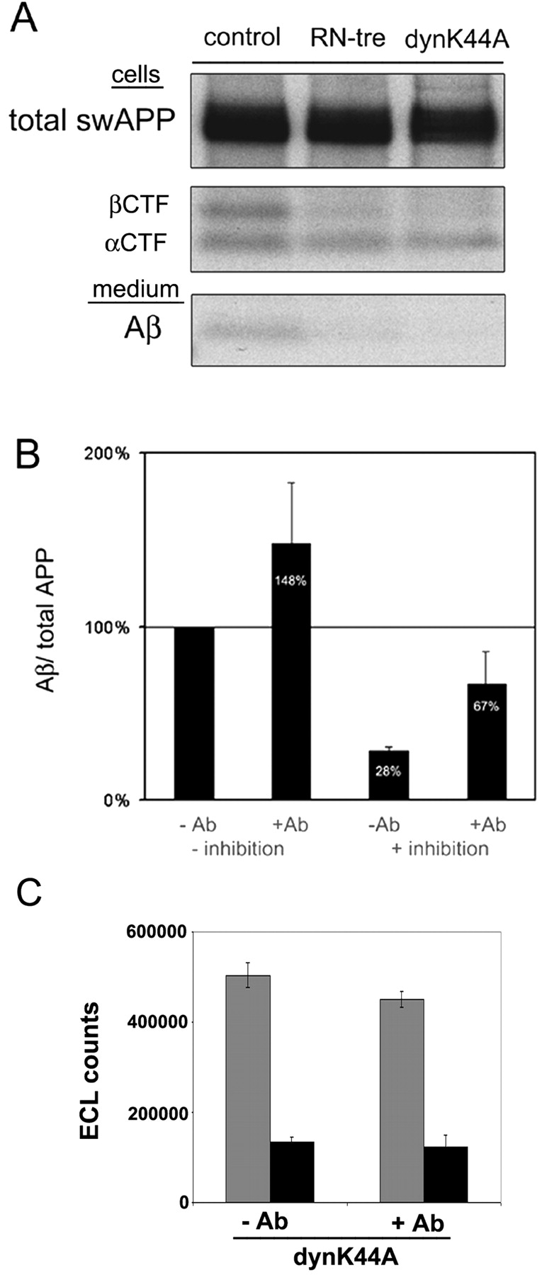 Amyloidogenic processing of the Alzheimer β-amyloid precursor protein ...