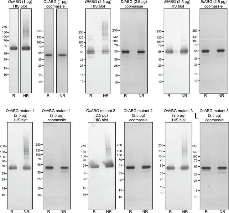 Figure 4—figure supplement 3.