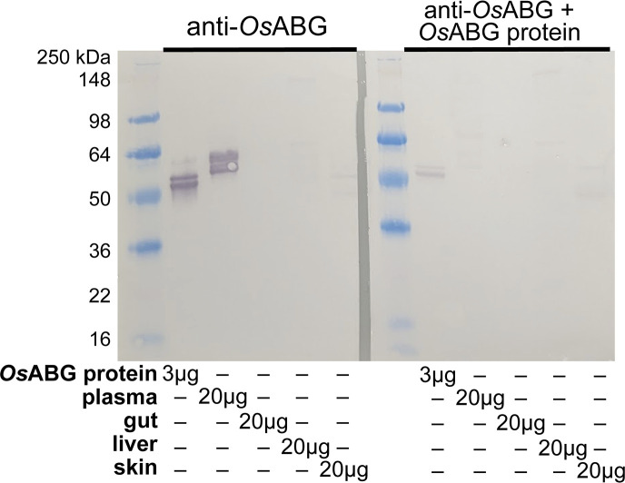 Figure 6—figure supplement 3.