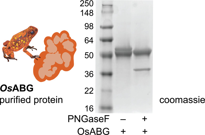 Figure 4—figure supplement 1.