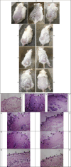 Fig. 11