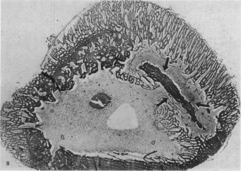 Fig. 8