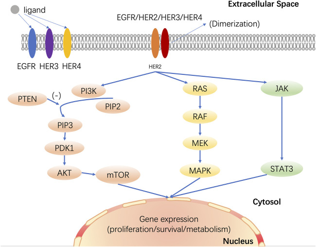 Drug-resistant HER2-positive breast cancer: Molecular mechanisms and ...