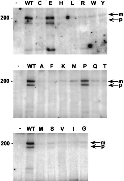 FIG. 5