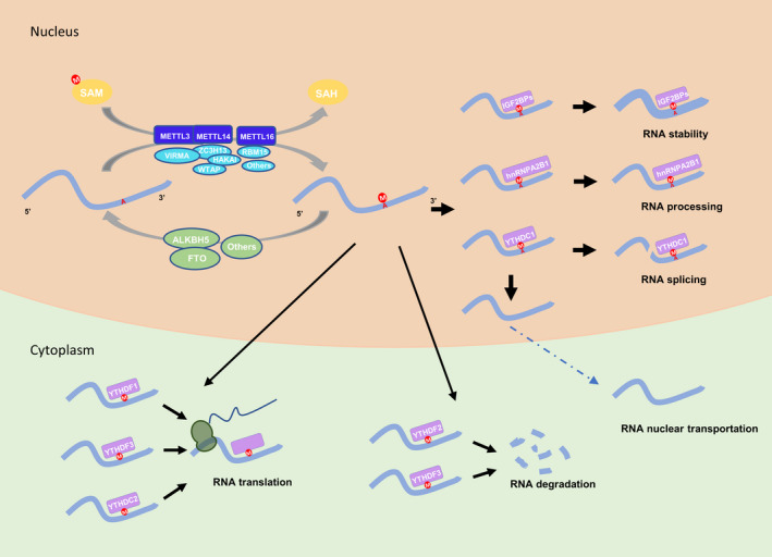 FIGURE 1