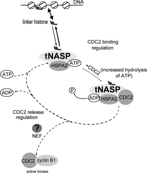 FIG. 7.